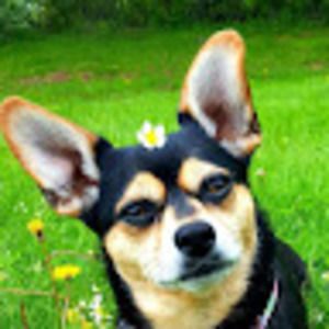 Meet your Posher, Cheyenne